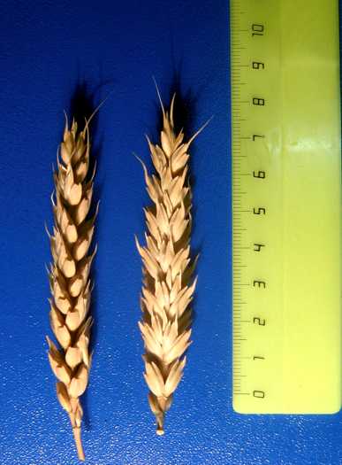 Колосья сорта озимой мягкой пшеницы Аэлита