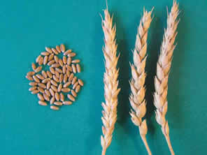 Зерна и колосья сорта яровой мягкой пшеницы Фаворит