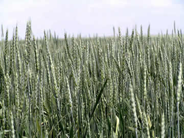 Пшеница Фаворит