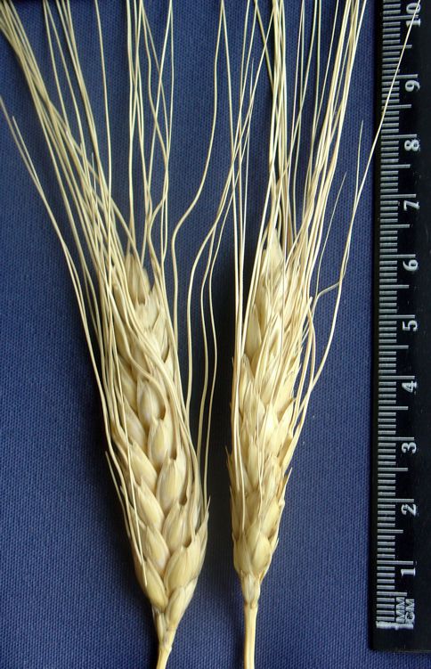 Колосья сорта яровой твердой пшеницы Луч 25