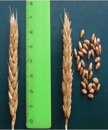 Зерна и колосья сорта озимой мягкой пшеницы Калач 60