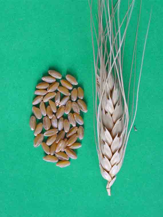 Зерна и колосья сорта яровой твердой пшеницы Аннушка