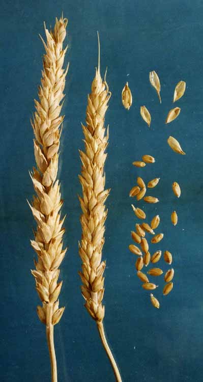 Колосья и зерно сорта яровой мягкой пшеницы Белянка