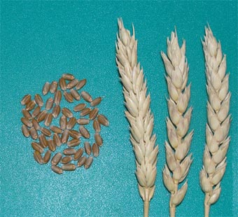 Зерна и колосья сорта яровой мягкой пшеницы Добрыня