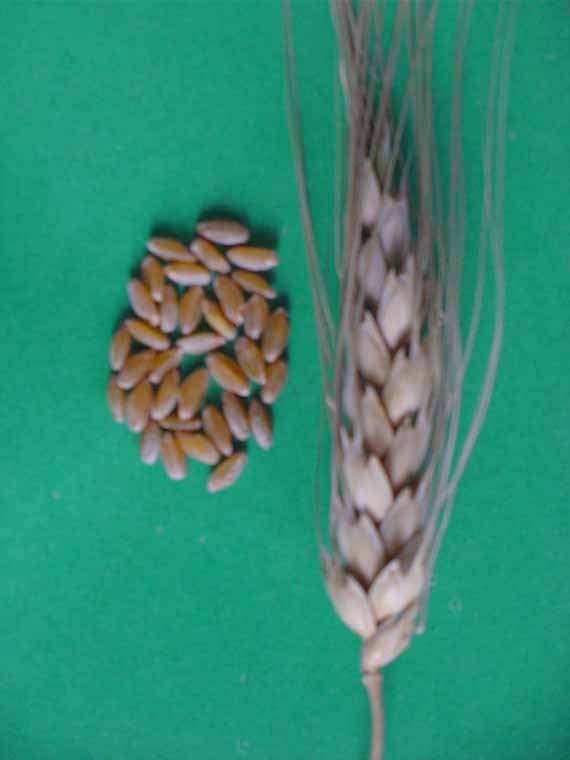 Зерна и колосья сорта яровой твердой пшеницы Елизаветинская