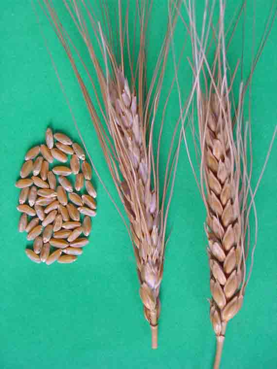Зерна и колосья сорта яровой твердой пшеницы Краснокутка 10