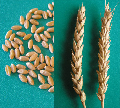 Зерна и колосья сорта яровой мягкой пшеницы Лебедушка