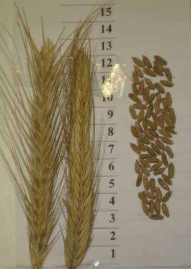 Зерна и колосья сорта озимой ржи Марусенька