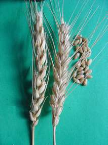 Зерна и колосья сорта яровой мягкой пшеницы Саратовская 73