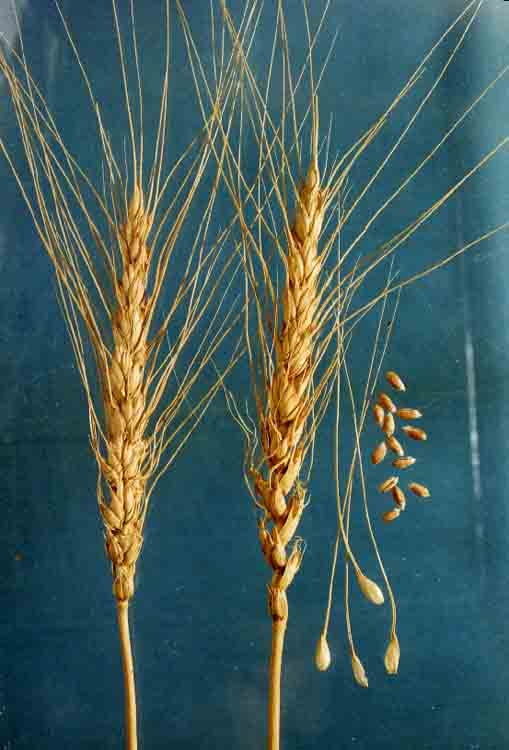 Зерна и колосья сорта яровой мягкой пшеницы Саратовская 64