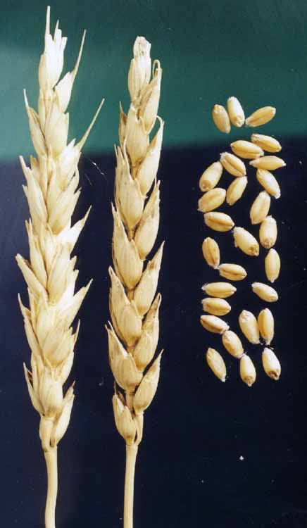 Зерна и колосья сорта яровой мягкой пшеницы Саратовская 66