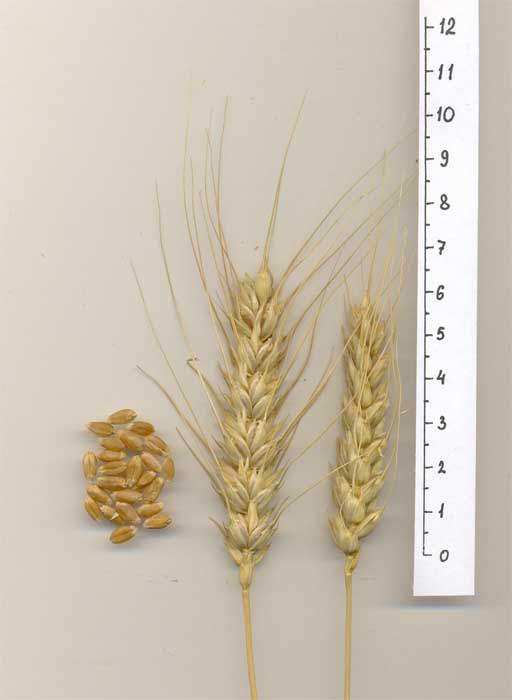 Зерна и колосья сорта яровой мягкой пшеницы Саратовская 68