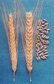 Зерна и колосья сорта озимой ржи Саратовская 7