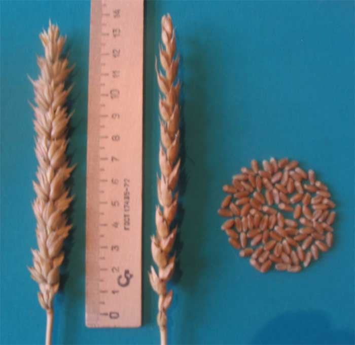 озимая пшеница Смуглянка