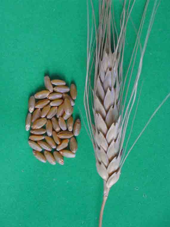 Зерна и колосья сорта яровой твердой пшеницы Валентина