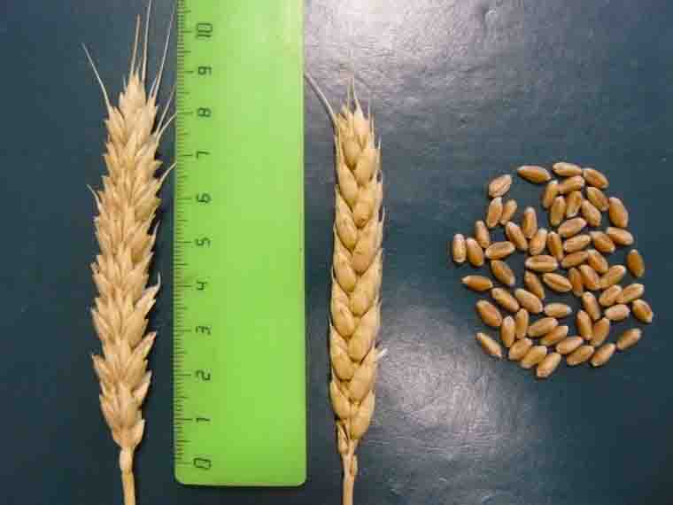 Зерна и колосья сорта озимой мягкой пшеницы ЖЕМЧУЖИНА ПОВОЛЖЬЯ