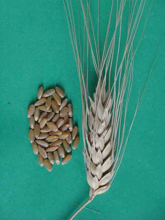 Зерна и колосья сорта яровой твердой пшеницы Золотая Волна
