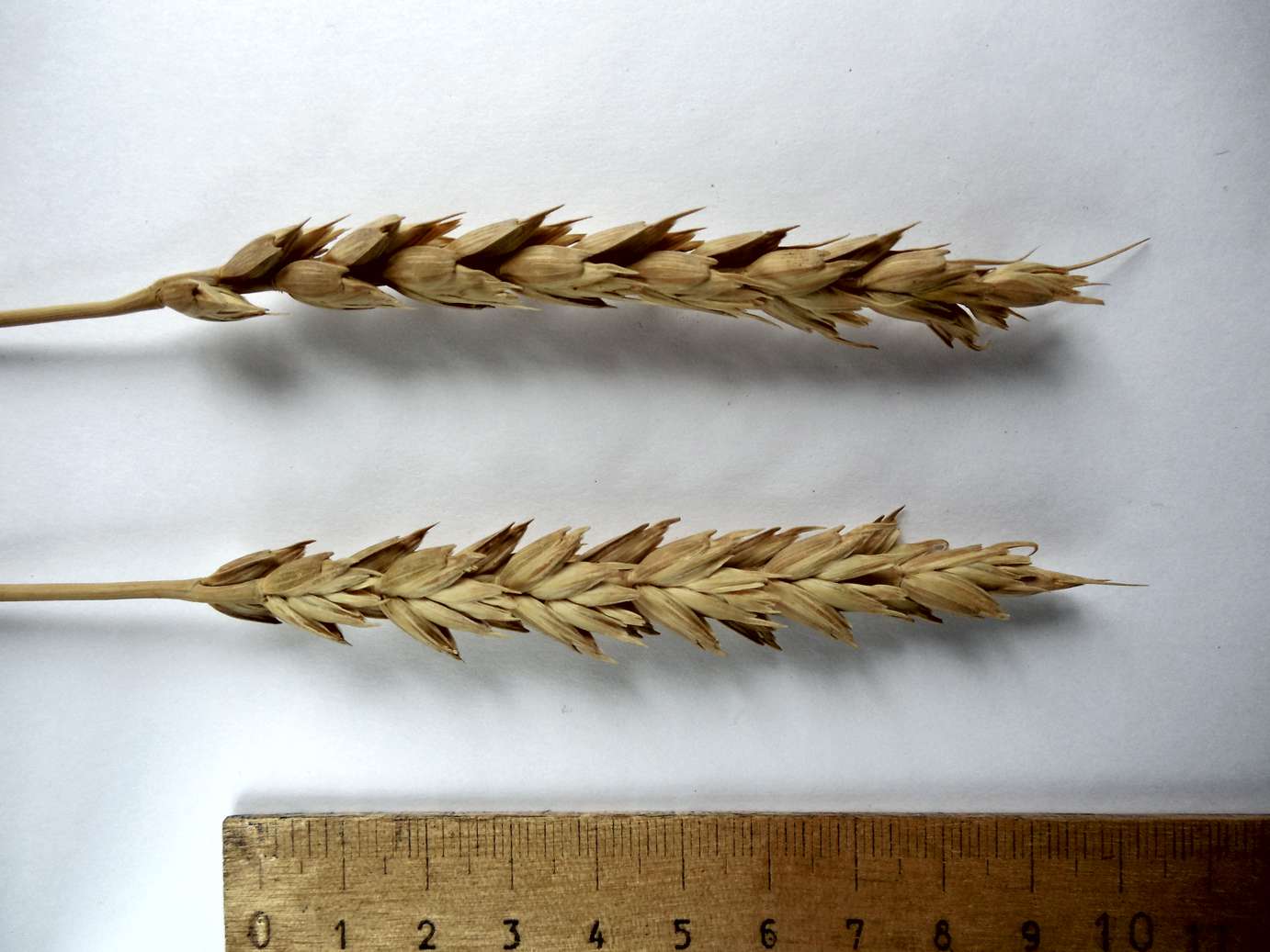 Колосья сорта яровой мягкой пшеницы Альбидум 33