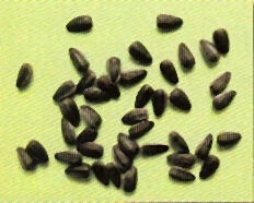 Семена подсолнечника Саратовский 20