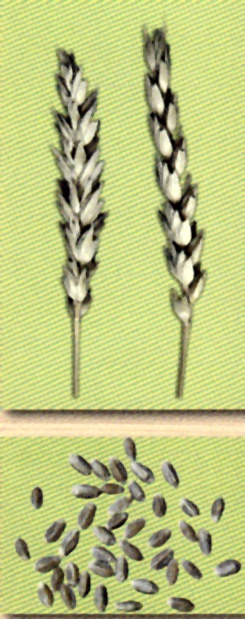 Зерна и колосья сорта яровой мягкой пшеницы Прохоровка