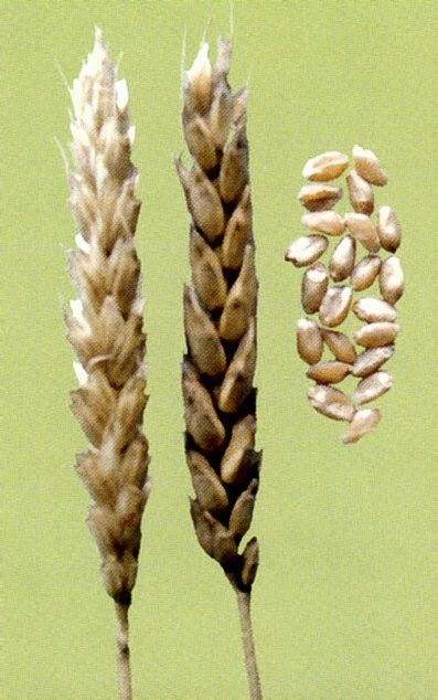 Колосья сорта озимой мягкой пшеницы Саратовская 17