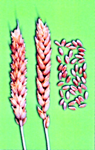 Колосья сорта яровой мягкой пшеницы Саратовская 90