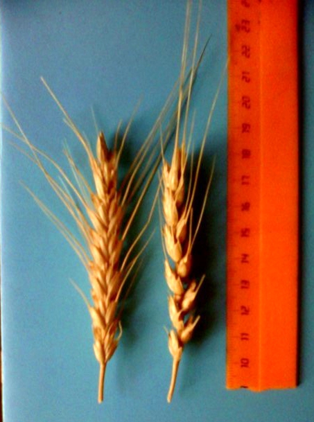 Колосья сорта яровой мягкой пшеницы Ершовская 36