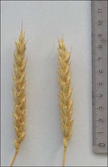 Колосья сорта яровой мягкой пшеницы Саратовская 74